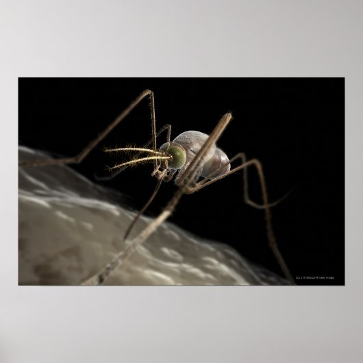 Nahe 3D-Moskitobsbeiße Poster (Vorne)