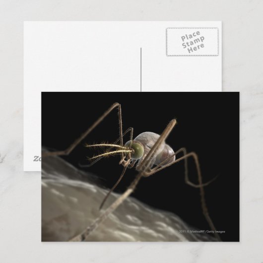 Nahe 3D-Moskitobsbeiße Postkarte (Vorne/Hinten)