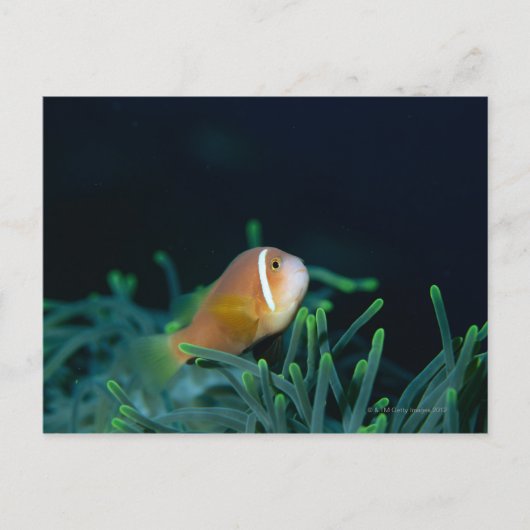 Nahe Anemonefische der Malediven, Malediven Postkarte (Vorderseite)