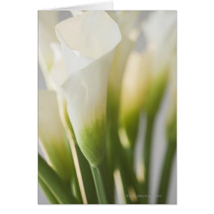Nahe Anhäufung von Blume