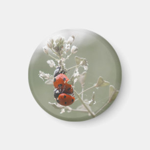 Nahe Anhäufung von Ladybugs auf der Pflanze Magnet