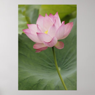 Nahe Ansammlung von Lotus Blume, Nelumbo nucifera) Poster
