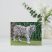Nahe Ansichtskarte für den weißen Tiger Postkarte (Stehend Vorderseite)