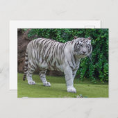 Nahe Ansichtskarte für den weißen Tiger Postkarte (Vorne/Hinten)
