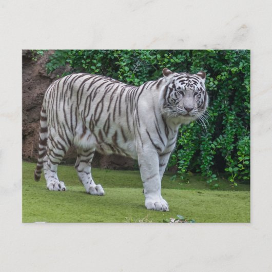 Nahe Ansichtskarte für den weißen Tiger Postkarte (Vorderseite)