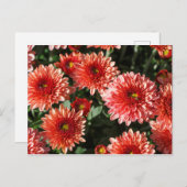 Nahe Anwendung auf Chrysanthemum-Pflanze Postkarte (Vorne/Hinten)