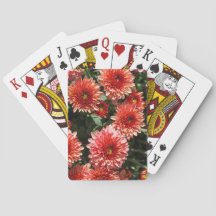 Nahe Anwendung auf Chrysanthemum-Pflanze