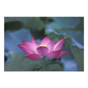 Nahe Aufbereitung der roten Lotus-Blume und der gr Fotodruck