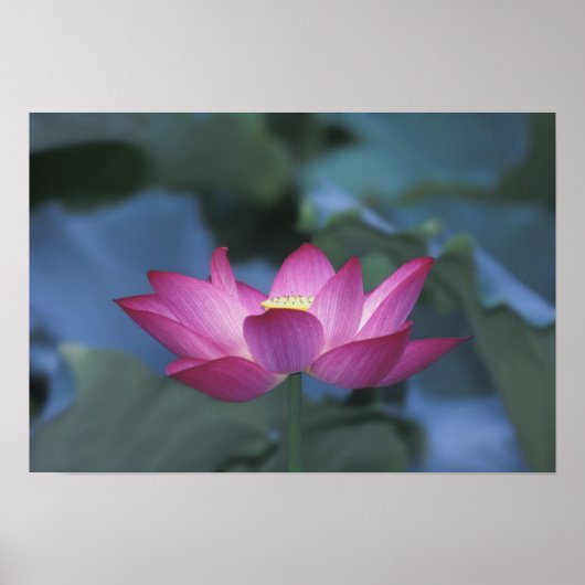 Nahe Aufbereitung der roten Lotus-Blume und der gr Poster (Vorne)