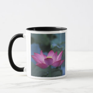Nahe Aufbereitung von Rot-Lotus-Blume und grünen  Tasse