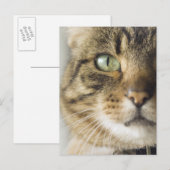 Nahe Aufnahme der Katze (Augenkonzentration) Postkarte (Vorne/Hinten)