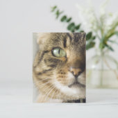 Nahe Aufnahme der Katze (Augenkonzentration) Postkarte (Stehend Vorderseite)