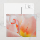 Nahe Aufnahme der Tulpe 3 Postkarte (Vorne/Hinten)