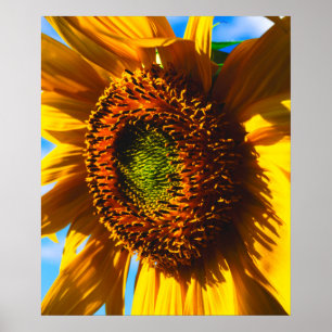 Nahe Aufnahme einer Sonnenblume Poster