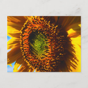 Nahe Aufnahme einer Sonnenblume Postkarte