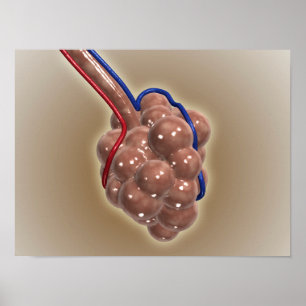 Nahe Aufnahme von Alveolus Poster