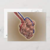 Nahe Aufnahme von Alveolus Postkarte (Vorne/Hinten)