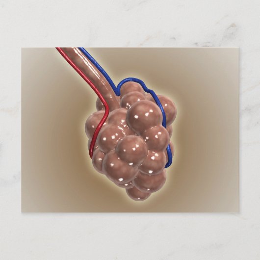 Nahe Aufnahme von Alveolus Postkarte (Vorderseite)