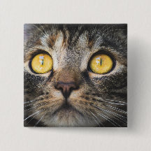 Nahe Aufnahme von Katze mit GelbAugen