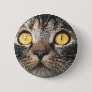 Nahe Aufnahme von Katze mit GelbAugen Button
