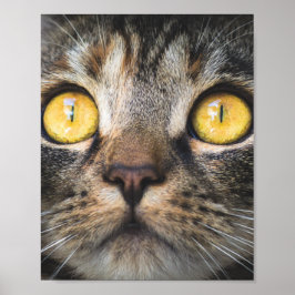 Nahe Aufnahme von Katze mit GelbAugen Poster