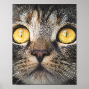 Nahe Aufnahme von Katze mit GelbAugen Poster