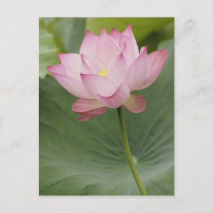 Nahe Aufnahme von Lotus Blume, Nelumbo nucifera), Postkarte