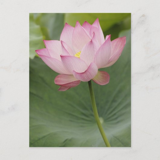 Nahe Aufnahme von Lotus Blume, Nelumbo nucifera), Postkarte (Vorderseite)
