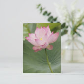 Nahe Aufnahme von Lotus Blume, Nelumbo nucifera), Postkarte (Stehend Vorderseite)