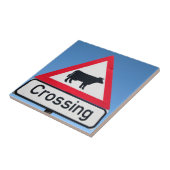 Nahe Aufnahme von Rindern, die überquert werden. W Fliese (Seite)