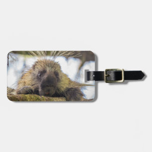 Nahe Aufnahme von Stachelschweine in einem Baum Gepäckanhänger