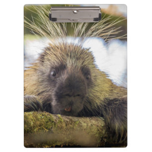 Nahe Aufnahme von Stachelschweine in einem Baum Klemmbrett