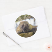 Nahe Aufnahme von Stachelschweine in einem Baum Runder Aufkleber (Umschlag)