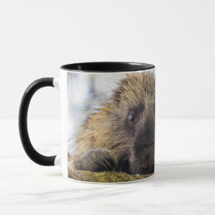 Nahe Aufnahme von Stachelschweine in einem Baum Tasse