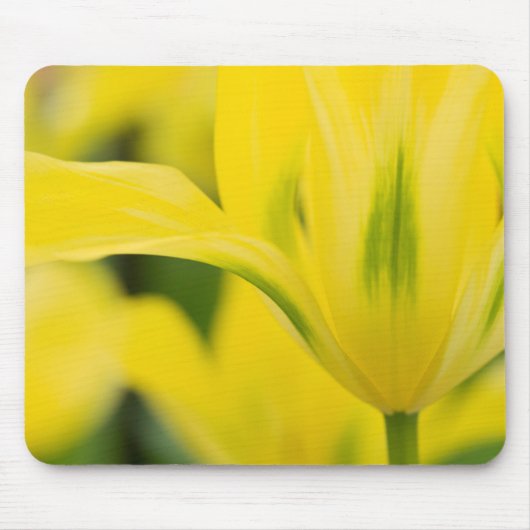 Nahe Aufnahme von Tulpe 2 Mousepad (Vorne)