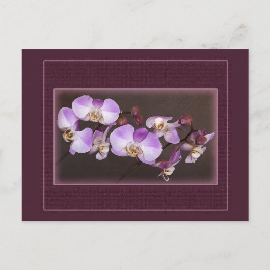 Nahe Aufnahmen von Violett und Weißem Orchid Postkarte (Vorderseite)