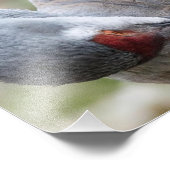 Nahe Aufschrift eines Sandhill Crane Preening Prin Fotodruck (Ecke)