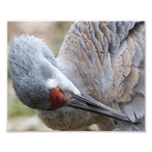 Nahe Aufschrift eines Sandhill Crane Preening Prin Fotodruck (Vorne)