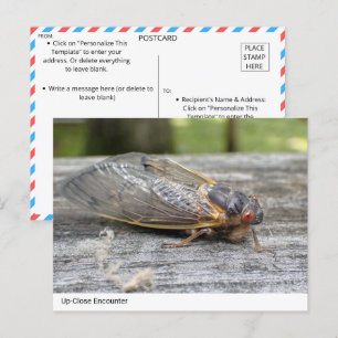 Nahe Begegnung mit der Natur: Cicada Postkarte