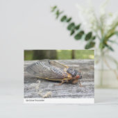 Nahe Begegnung mit der Natur: Cicada Postkarte (Stehend Vorderseite)
