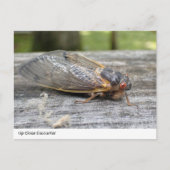 Nahe Begegnung mit der Natur: Cicada Postkarte (Vorderseite)