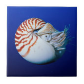 Nahe Bildung von Chambered Nautilus Fliese (Vorderseite)