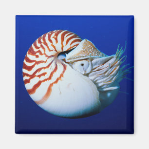 Nahe Bildung von Chambered Nautilus Magnet