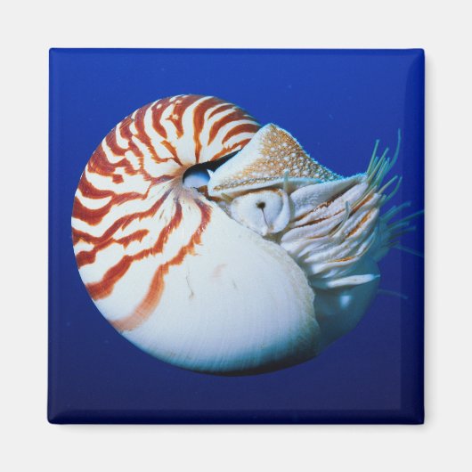 Nahe Bildung von Chambered Nautilus Magnet (Vorne)