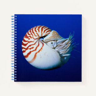 Nahe Bildung von Chambered Nautilus Notizblock