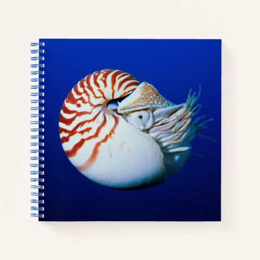 Nahe Bildung von Chambered Nautilus Notizblock (Vorderseite)