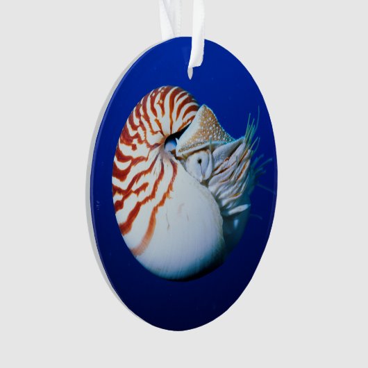 Nahe Bildung von Chambered Nautilus Ornament (Vorderseite)