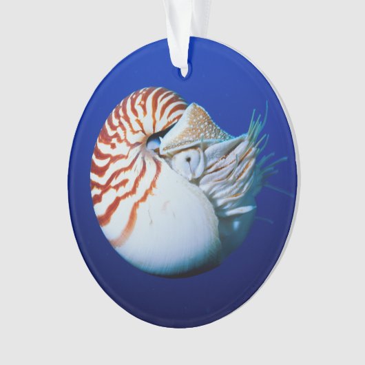 Nahe Bildung von Chambered Nautilus Ornament (Vorderseite)