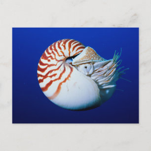 Nahe Bildung von Chambered Nautilus Postkarte