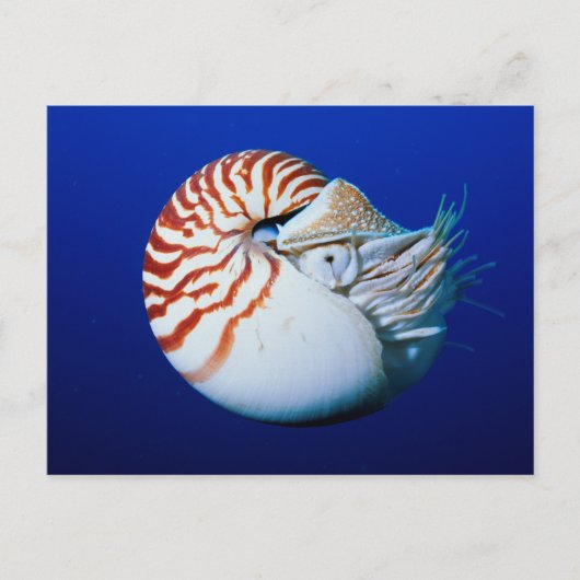Nahe Bildung von Chambered Nautilus Postkarte (Vorderseite)